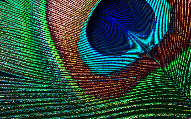 EH-TW7000 with HC lamp warranty